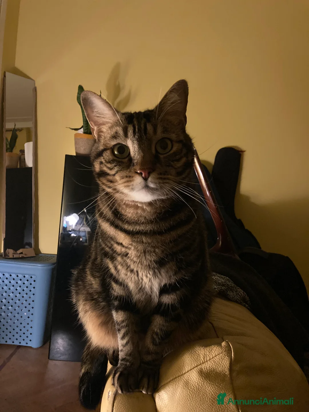 Europeo gatti in regalo: Gatto maschio adulto (sterilizzato) - Annuncio 10