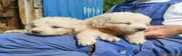 Pastore Abbruzzese Maremmano cani in vendita: Cuccioli di pastore maremmano abruzzese  - Annuncio 4