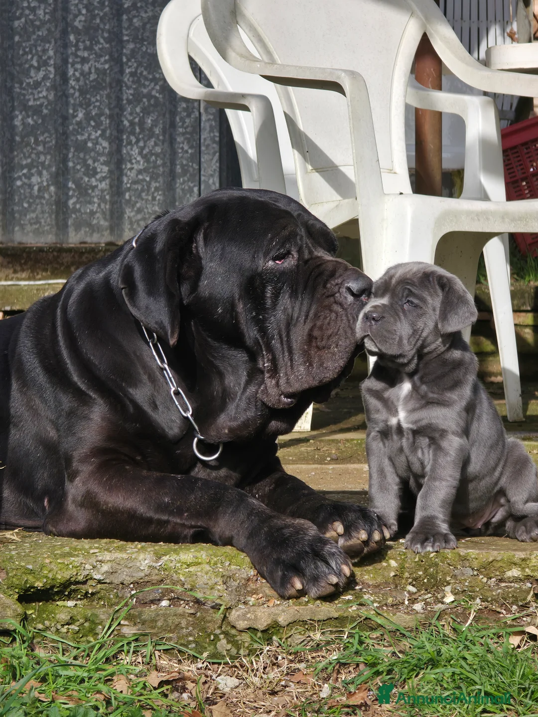 Mastino Napoletano cani in vendita: Cuccioli di Mastino Napoletano - Annuncio 1