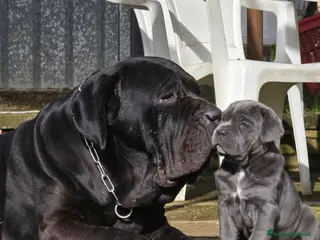 Mastino Napoletano cani Cuccioli di Mastino Napoletano - Annuncio 6