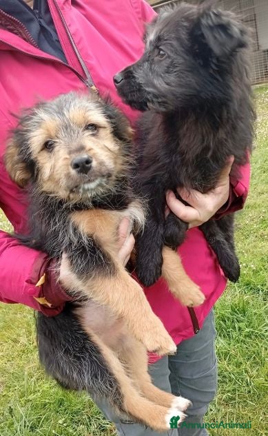 Meticcio cani DAKOTA e ARES adorabili cuccioli - Annuncio 24