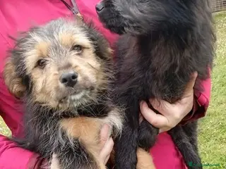 Meticcio cani DAKOTA e ARES adorabili cuccioli - Annuncio 22