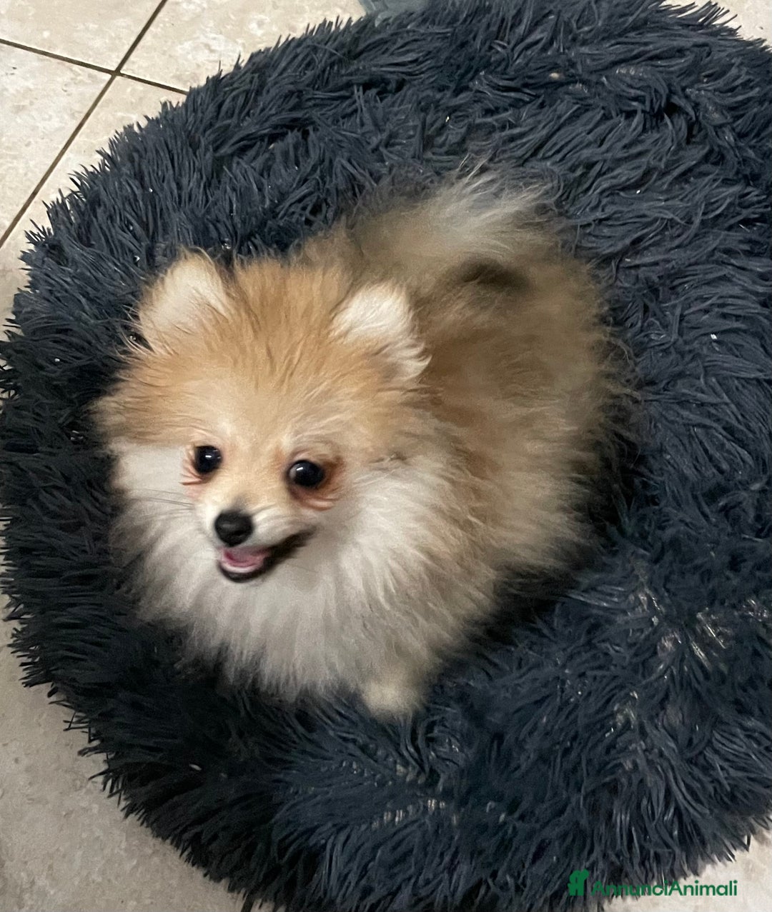 Volpino Pomerania cani in vendita: Spitz nano femmina - Annuncio 4