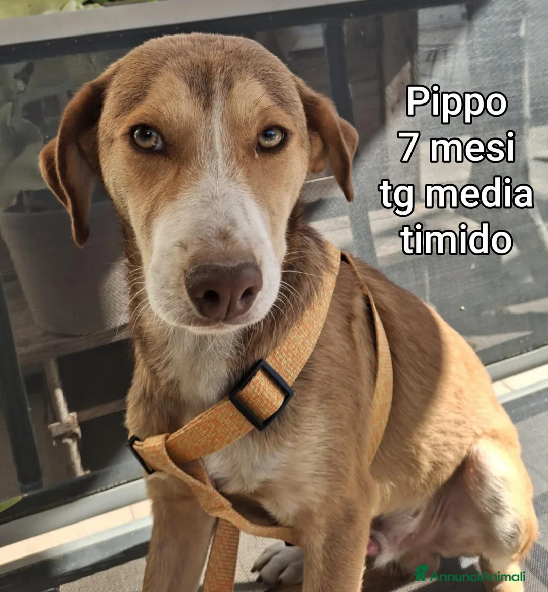 Meticcio cani in regalo: SALVA UN CUCCIOLO!  a Provincia di Reggio Emilia - Annuncio 11