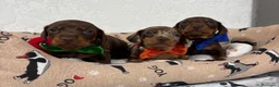Bassotto cani in vendita: Cuccioli Bassotto  a Città metropolitana di Milano - Annuncio 2
