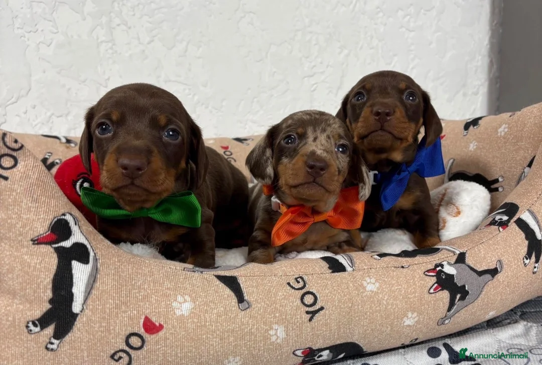 Bassotto cani in vendita: Cuccioli Bassotto  a Città metropolitana di Milano - Annuncio 2