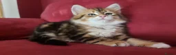 Siberiano gatti in vendita: Cucciolo Siberiano Certificato  - Annuncio 15