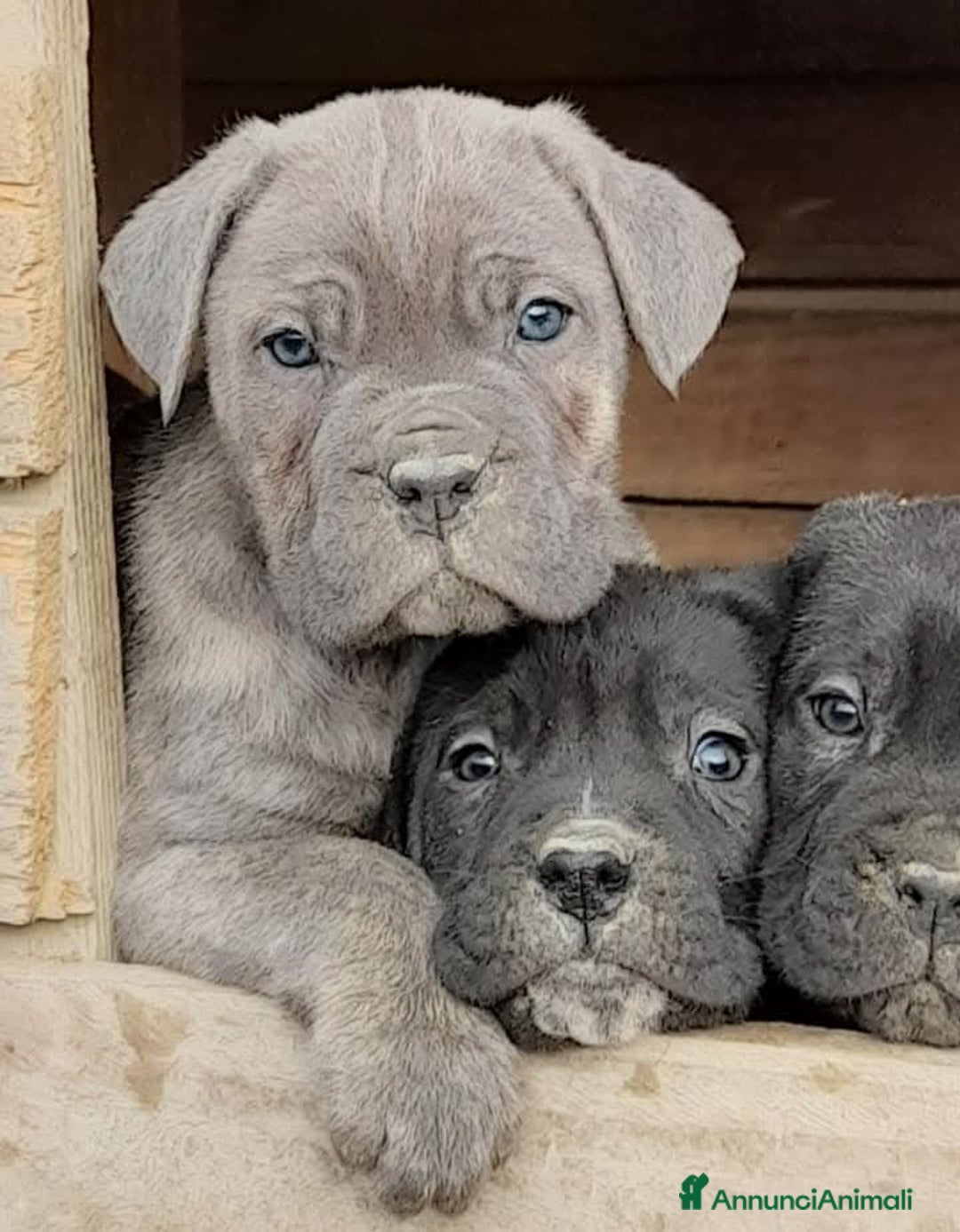 Cane Corso cani in vendita: cuccioli di cane corso  - Annuncio 10