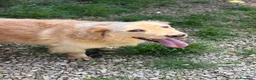 Meticcio cani in regalo: Oscar, la dolcezza in una palla di pelo - Annuncio 9