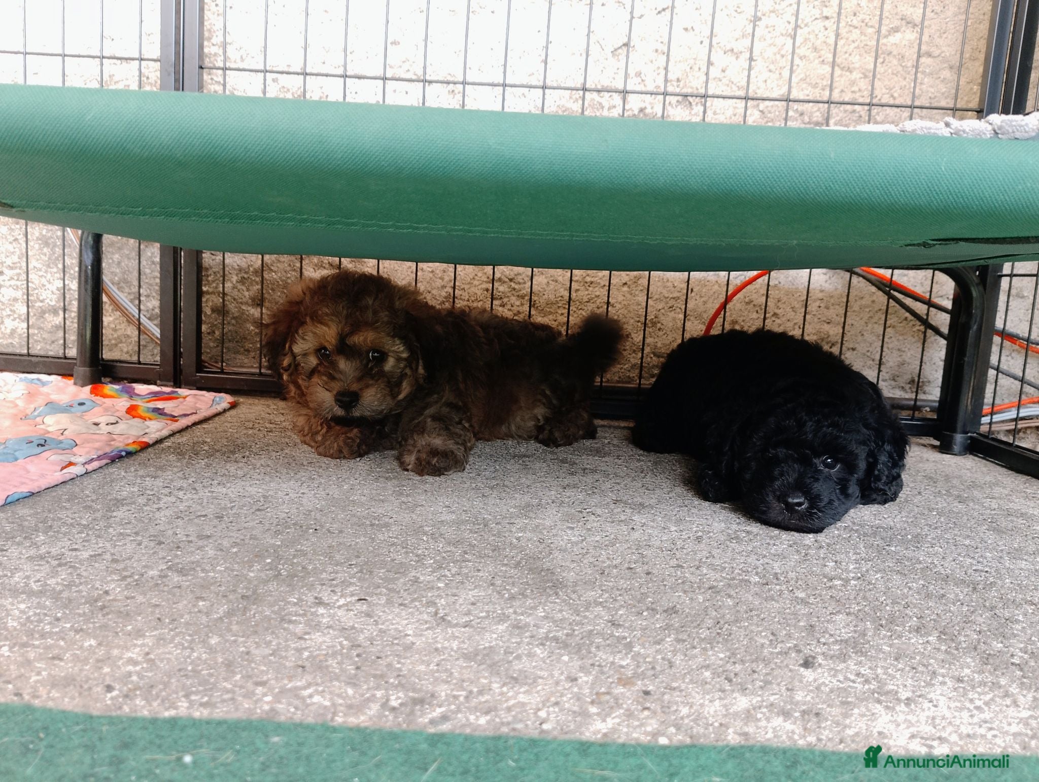 Maltipoo cani Cuccioli di Maltipoo  - Annuncio 1