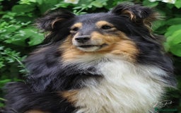 Shetland Sheepdog cani in vendita: Cuccioli Shetland sheepdog a Provincia di Alessandria - Immagine 9