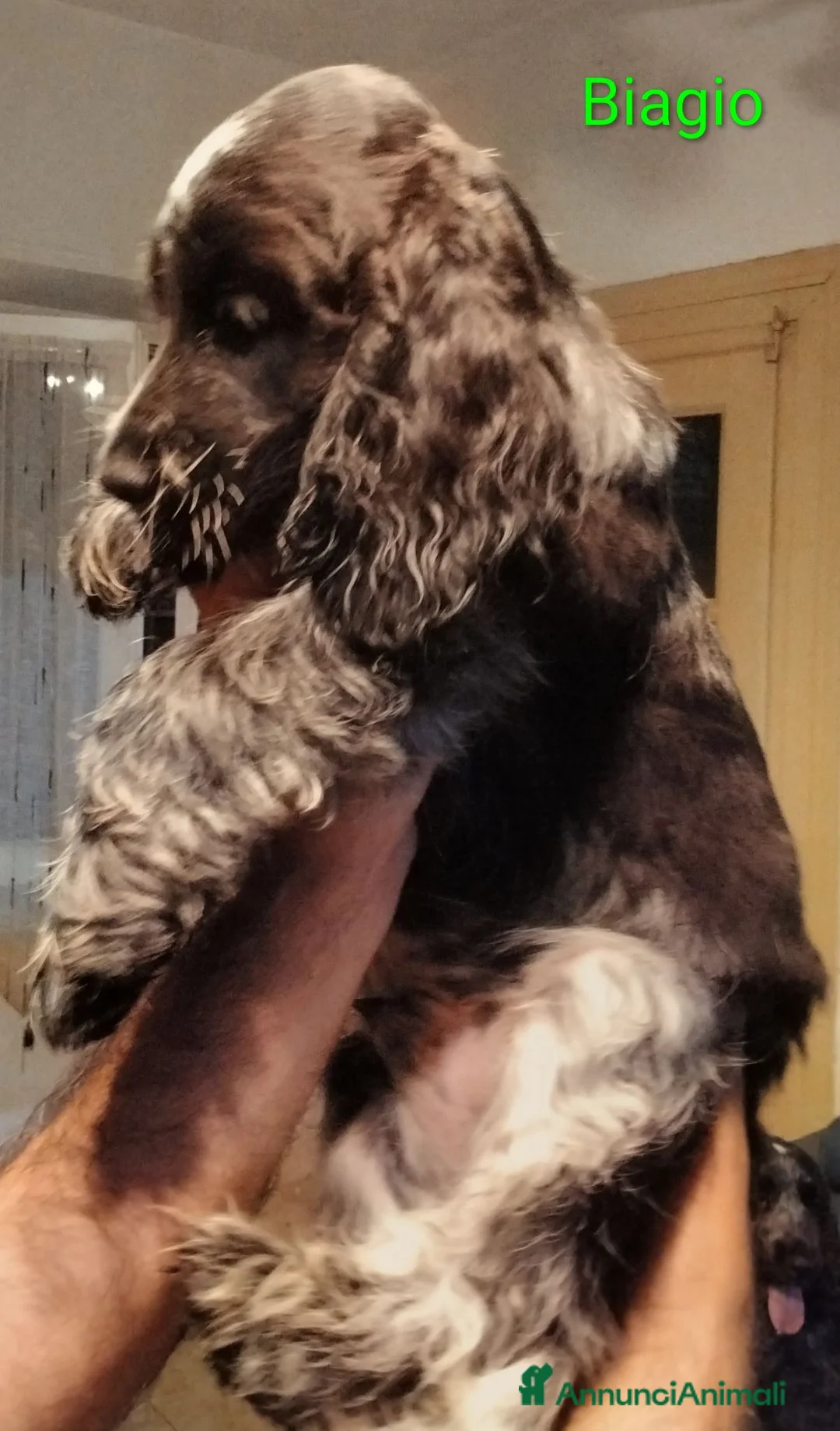Cocker cani in vendita: Cucciolo Cocker Spaniel Inglese Blu Roano  - Annuncio 8
