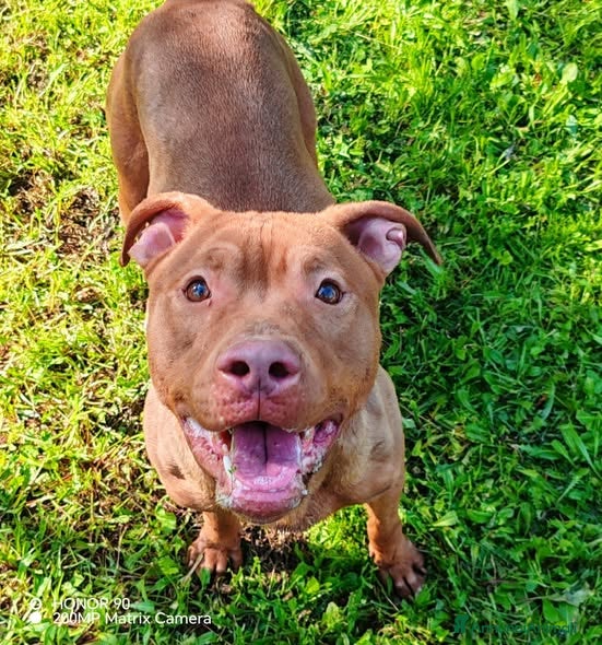 Pitbull cani Shakira pitbull ottimo carattere - Annuncio 1