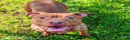 Pitbull cani in regalo: Shakira pitbull ottimo carattere - Annuncio 1
