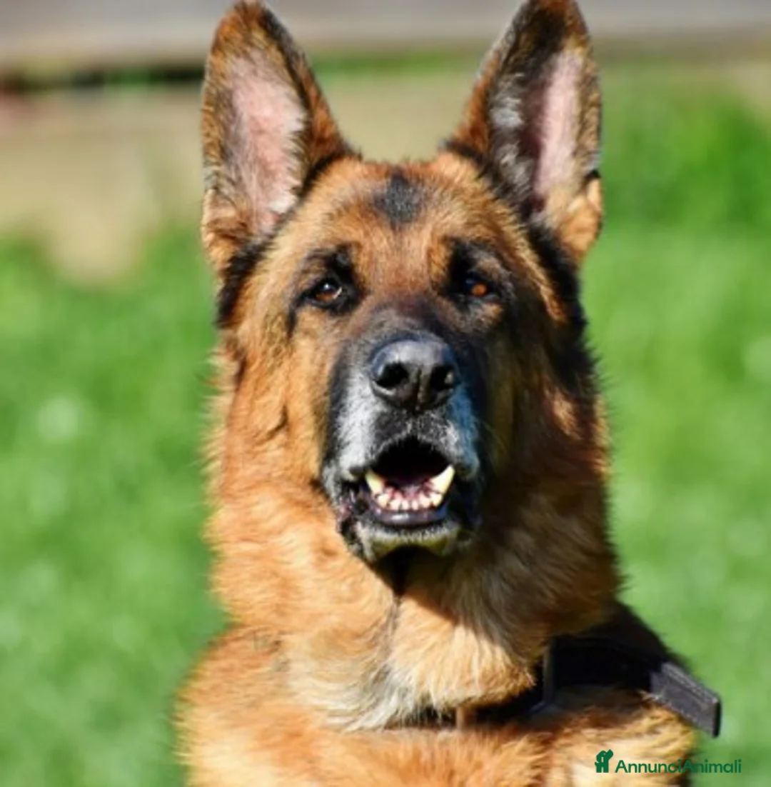 Pastore Tedesco cani in regalo: Pastore tedesco - Annuncio 2