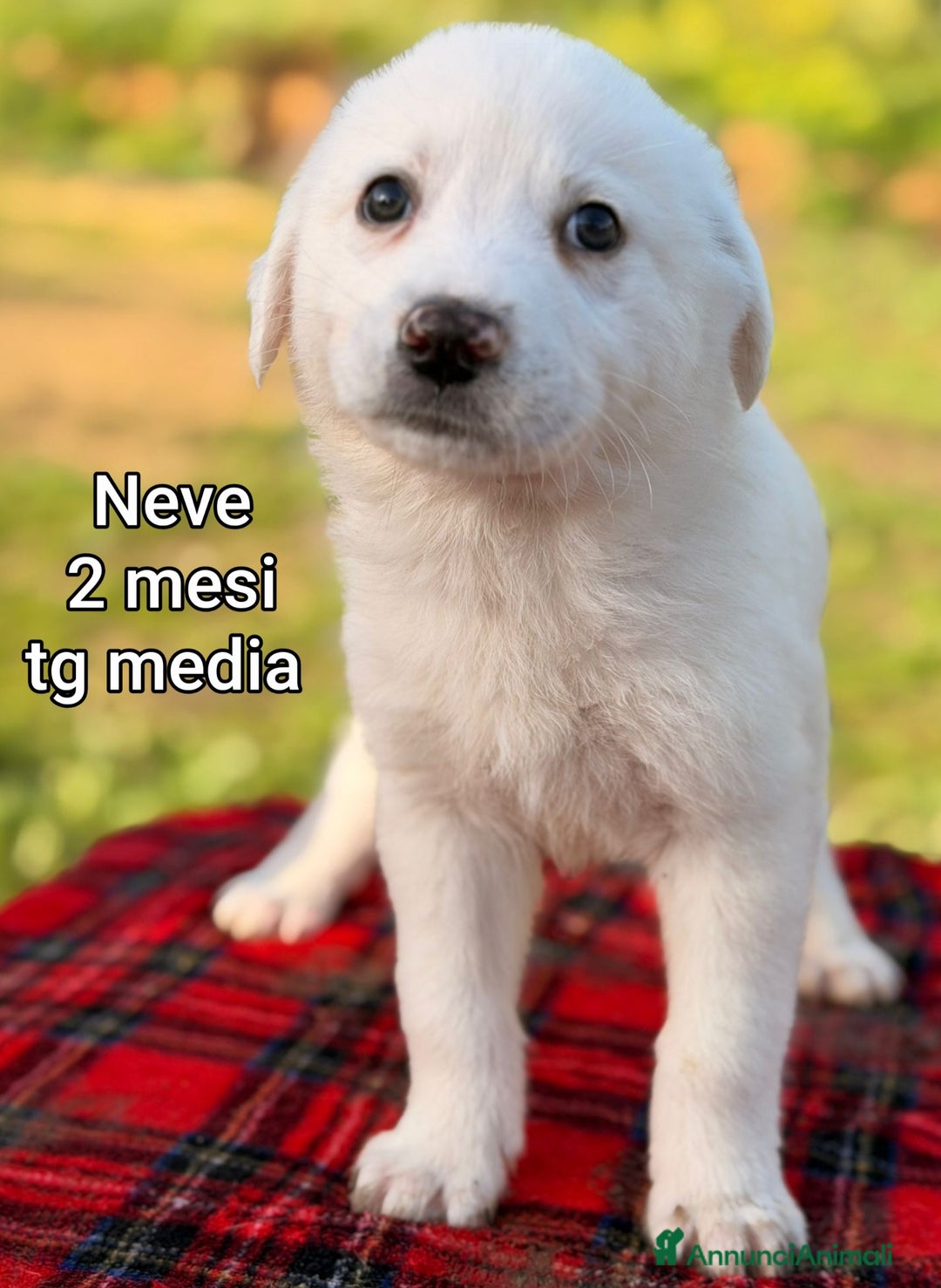 Meticcio cani in regalo: SALVA LA VITA AD UN CUCCIOLO! - Annuncio 4