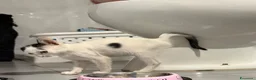 Meticcio gatti in regalo: ❤️ BIA: NON PERMETTIAMO CHE TORNI IN STRADA ❤️ - Annuncio 2