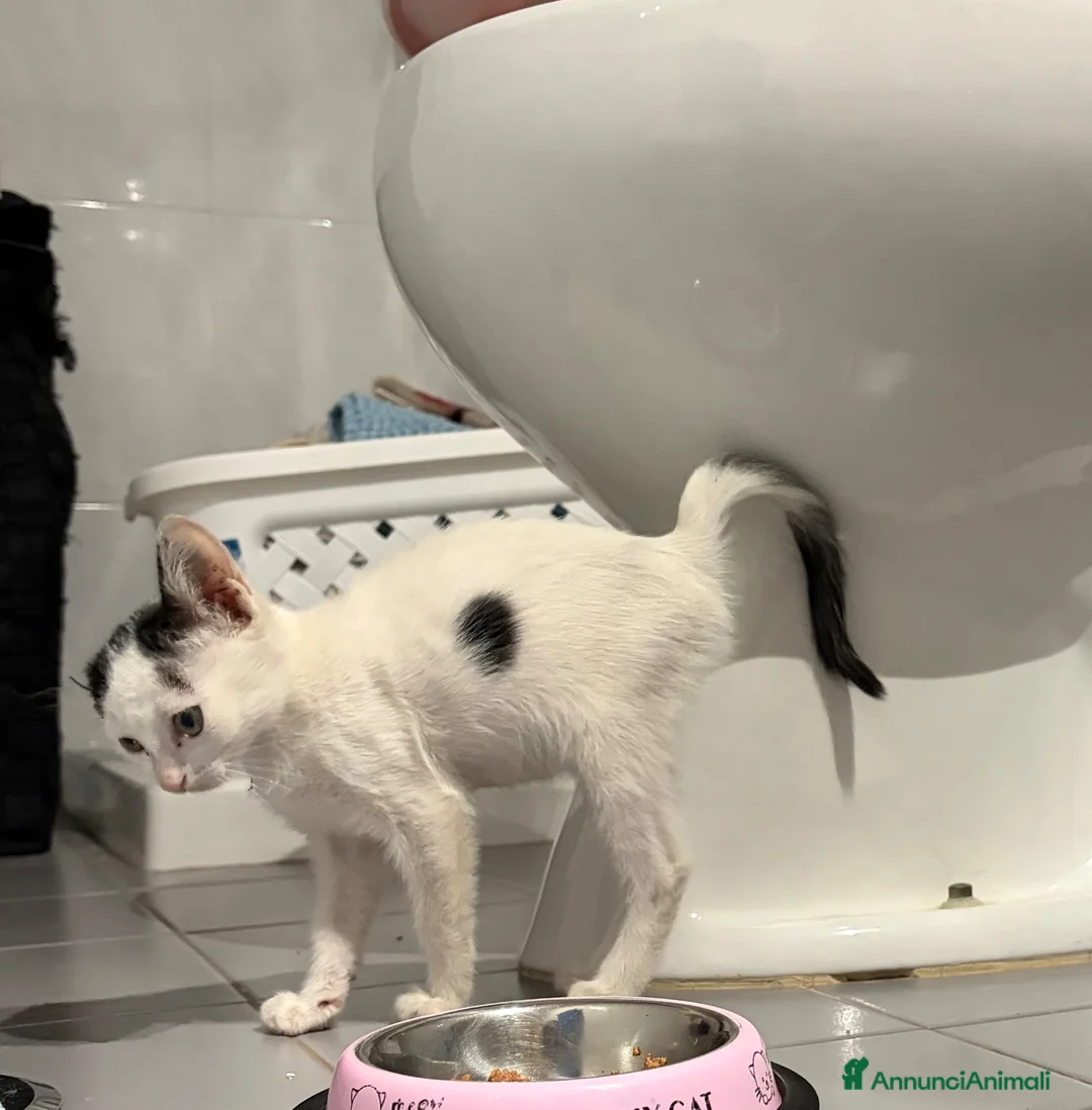 Meticcio gatti in regalo: ❤️ BIA: NON PERMETTIAMO CHE TORNI IN STRADA ❤️ - Annuncio 2