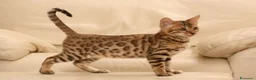 Bengala gatti in vendita: Cuccioli di Bengal o Bengala con Pedigree  - Annuncio 15