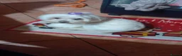 Maltese cani in regalo: Regalo coppia maltesi a Città metropolitana di Catania - Annuncio 2
