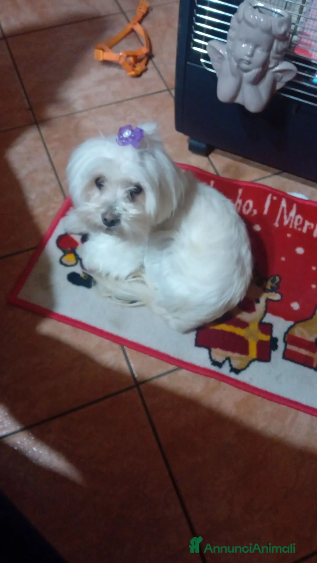 Maltese cani in regalo: Regalo coppia maltesi a Città metropolitana di Catania - Annuncio 2