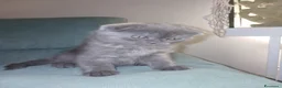 Scottish gatti in vendita: Scottish fold/straight  - Annuncio 6