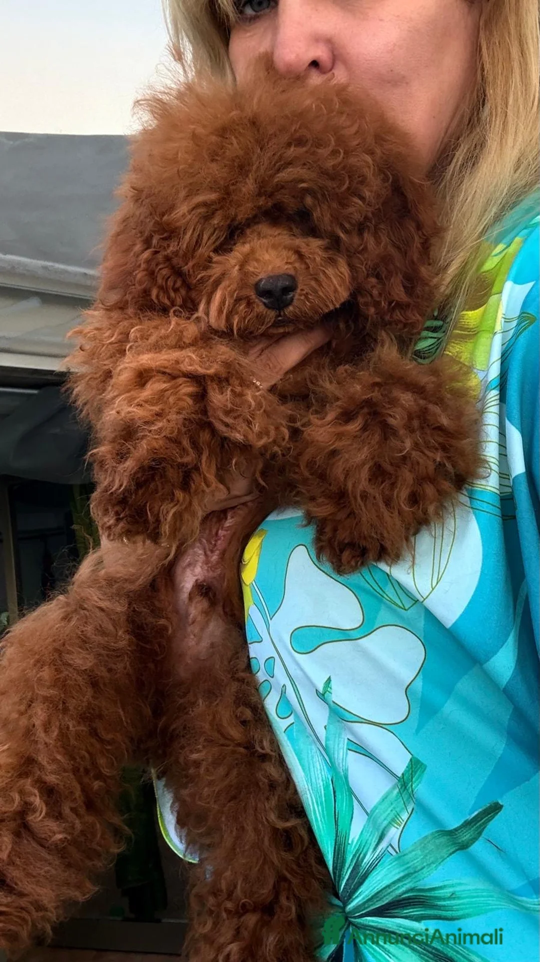 Barboncino cani in vendita: Barboncino nano red brown - Annuncio 2