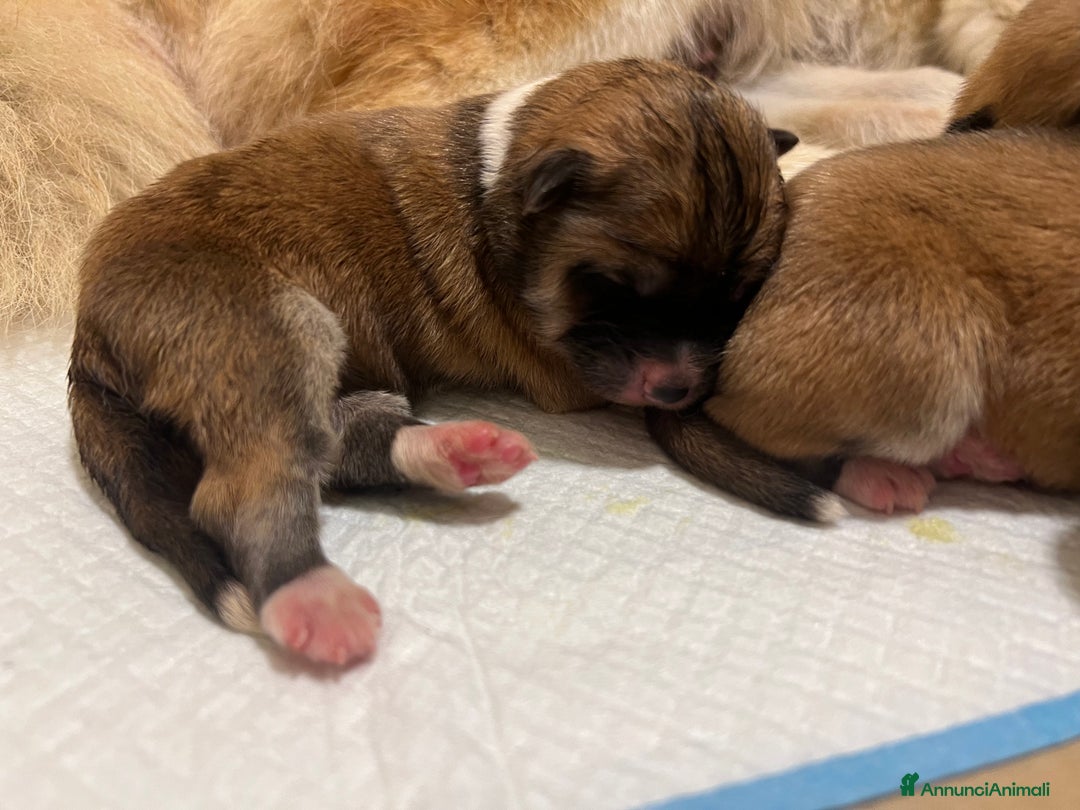 Akita Inu cani in vendita: Cuccioli di Akita Inu appena nati - Annuncio 3