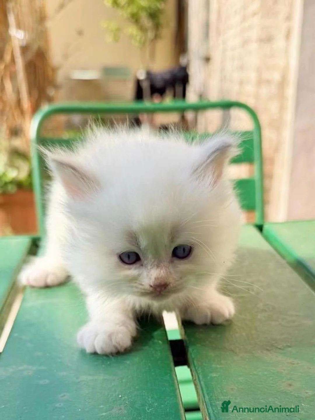 Ragdoll gatti in vendita: cucciolo di ragdoll - Annuncio 2