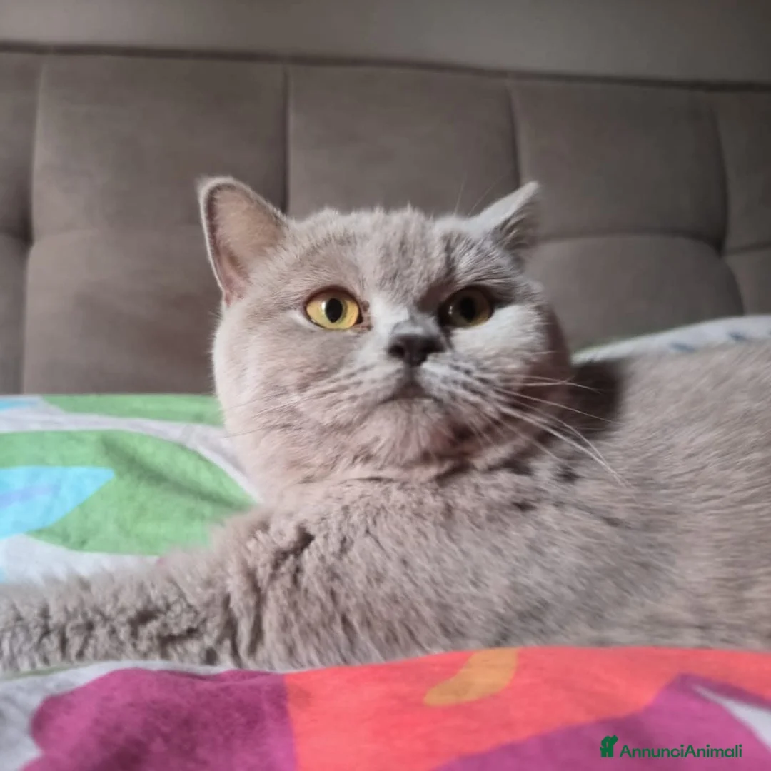 Scottish gatti in vendita: Cuccioli Scottish Straight - Annuncio 5