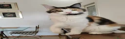 Maine Coon gatti in vendita: ULTIMO CUCCIOLO DISPONIBILE MAINE COON - Annuncio 8