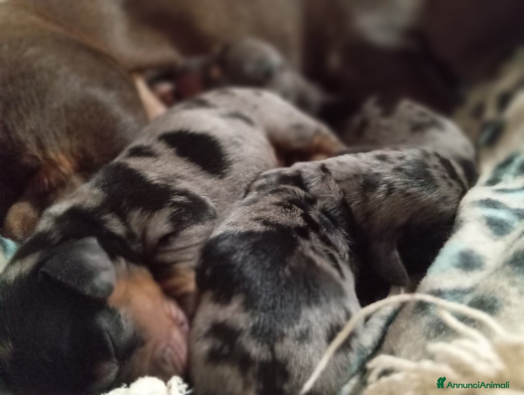 Bassotto cani in vendita: Bassotti arlecchino  - Annuncio 3