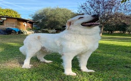 Pastore Maremmano cani in regalo: NICKY il gigante più buono!! a Città Metropolitana di Firenze - Immagine 11