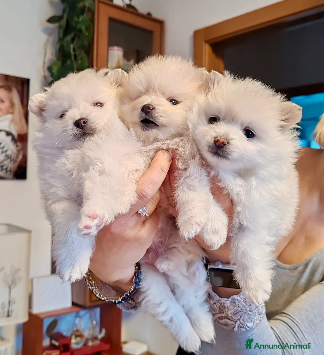 Volpino Pomerania cani in vendita: Volpino Di Pomerania  - Annuncio 2