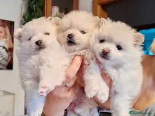 Volpino Pomerania cani Volpino Di Pomerania - Annuncio 1