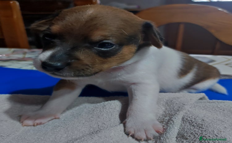 Jack Russell cani a Città metropolitana di Roma Capitale - Annuncio 2