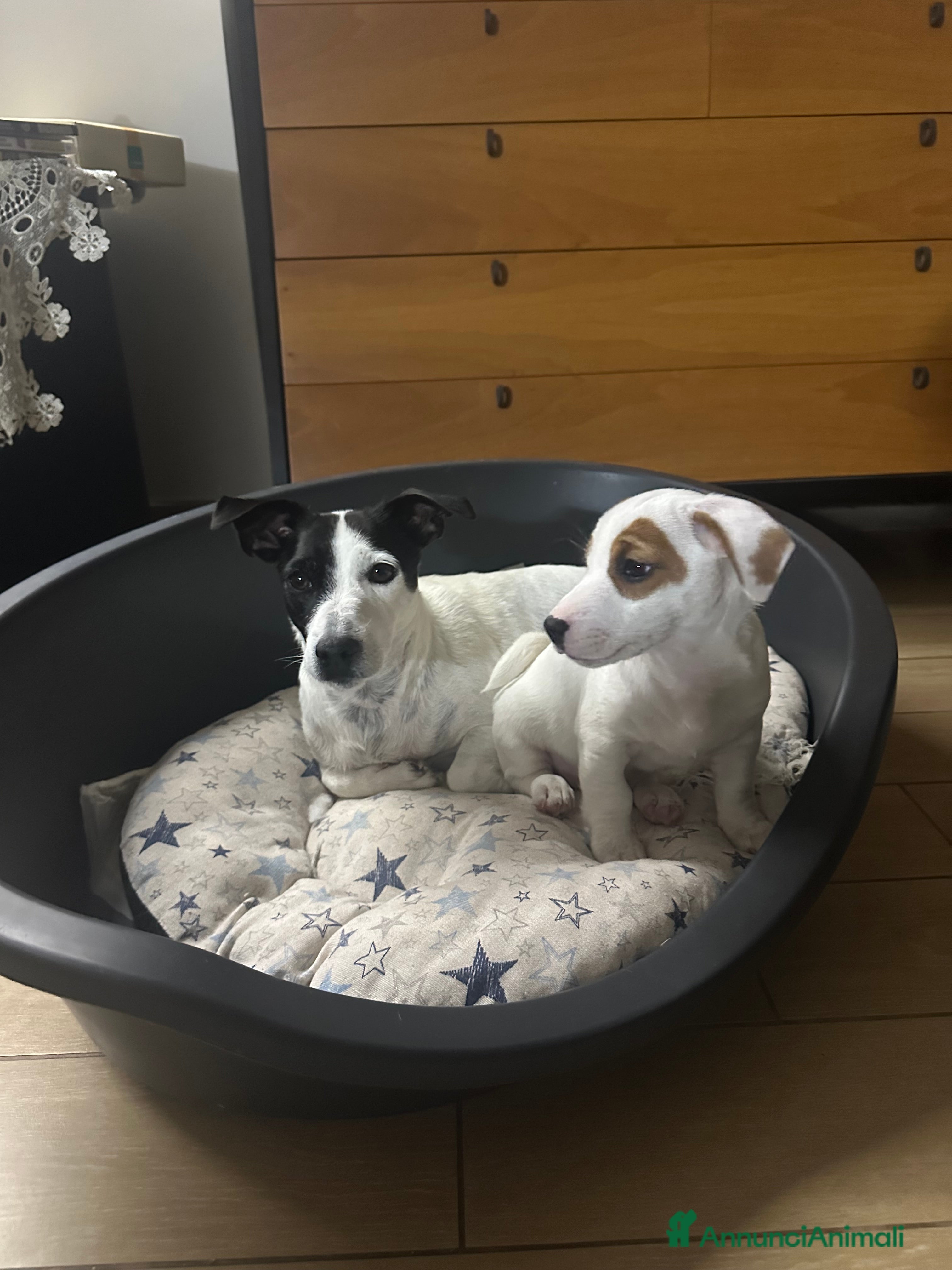 Jack Russell cani Jack russel terrie colorazione rara bianco e rosso - Annuncio 4