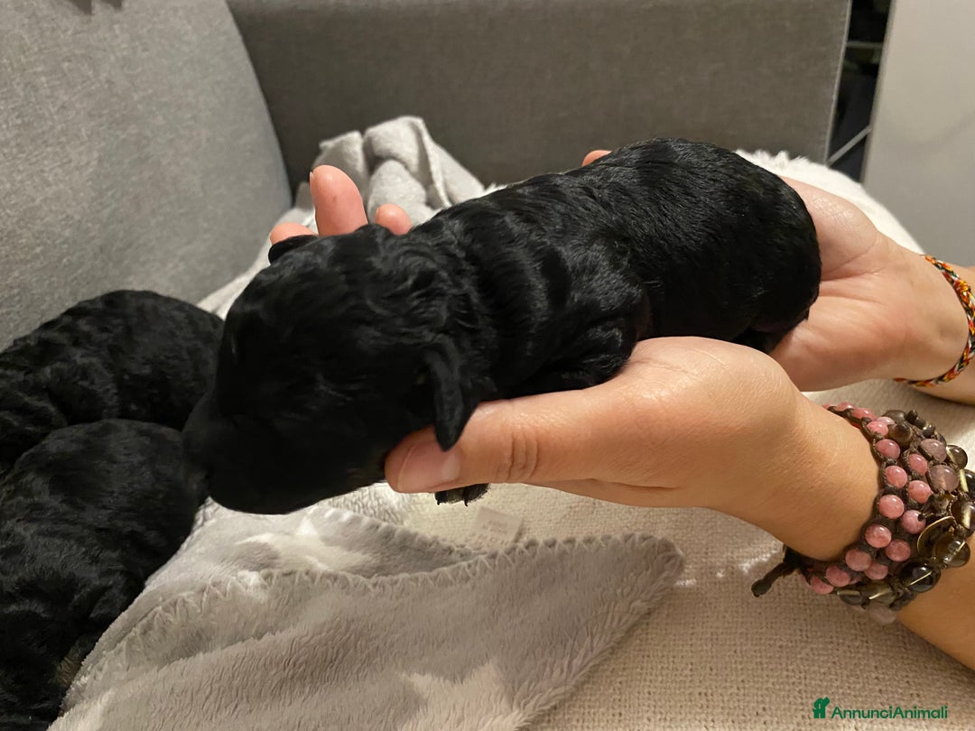 Barboncino cani in vendita: Cuccioli di barboncino  - Annuncio 14