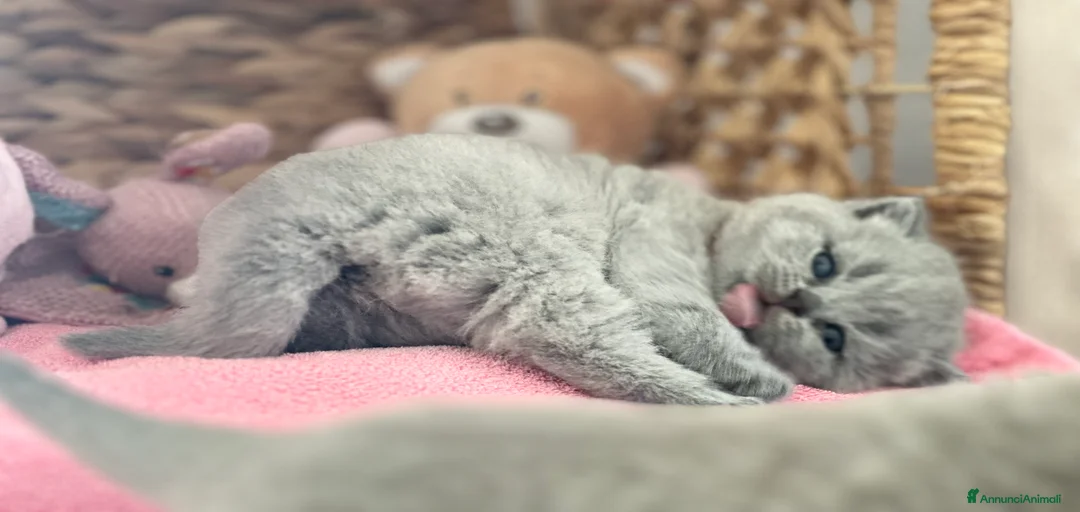 Immagine della galleria {{count}}