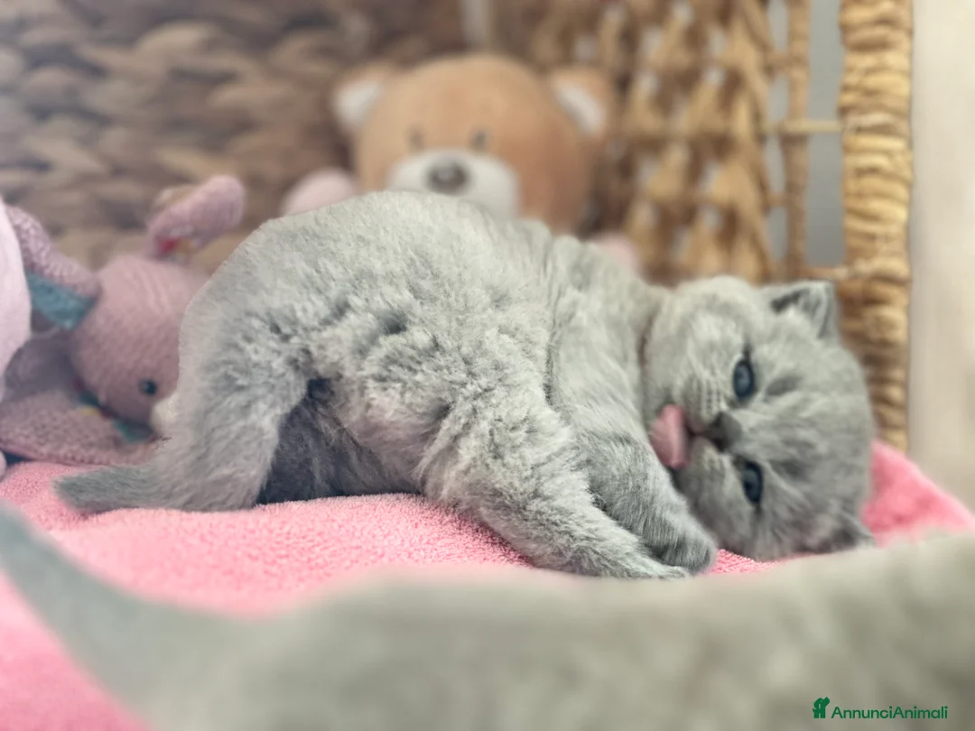 Immagine della galleria {{count}}