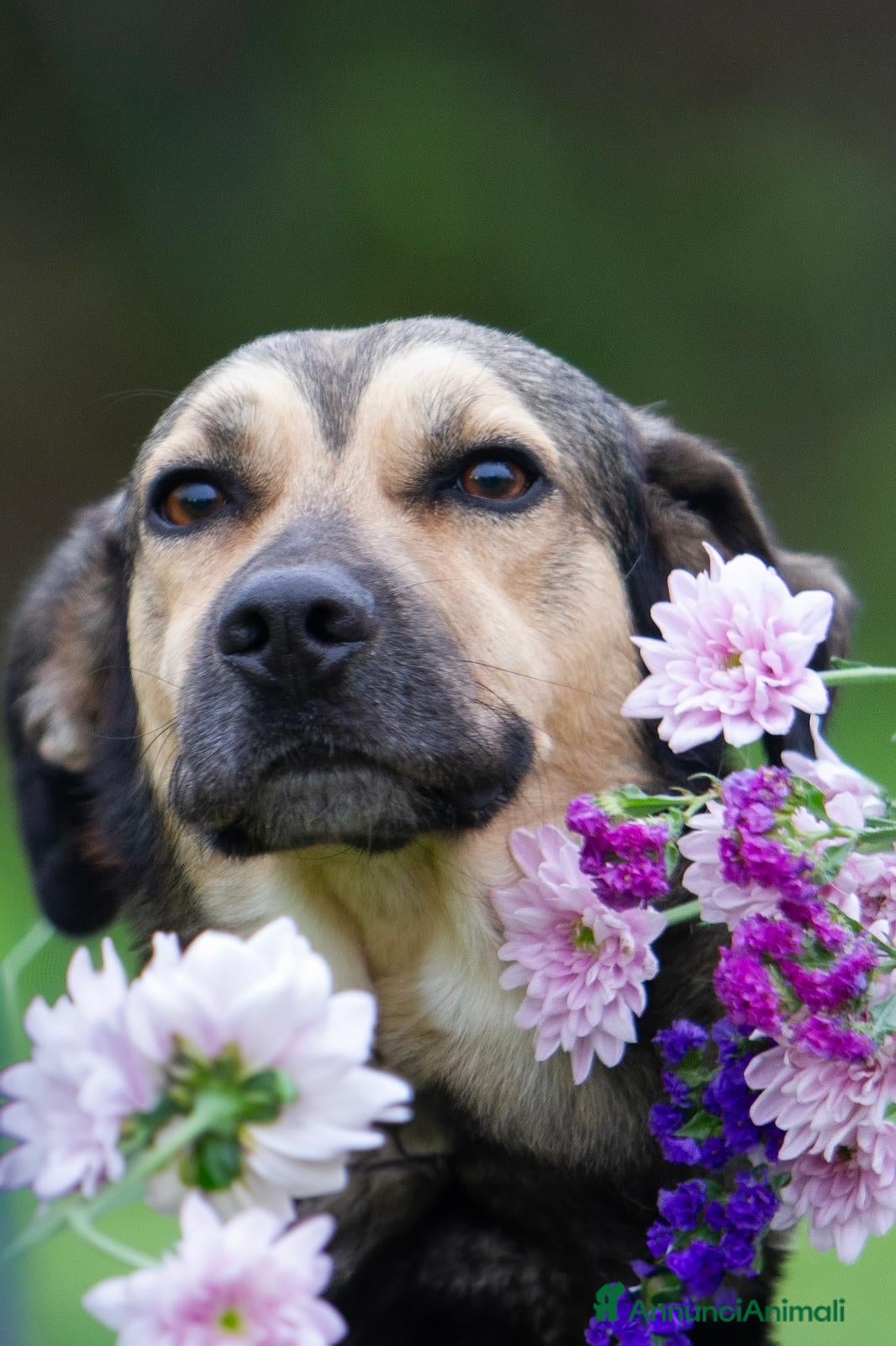 Meticcio cani Dylan a Provincia di Treviso - Annuncio 41