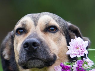 Meticcio cani Dylan a Provincia di Treviso - Annuncio 36
