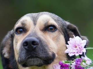 Meticcio cani Dylan a Provincia di Treviso - Annuncio 38