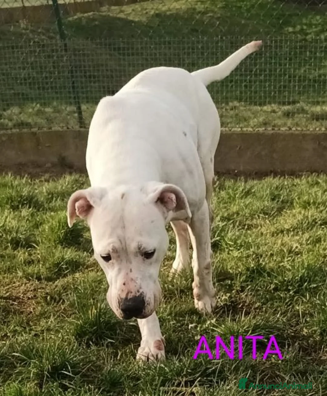 Dogo Argentino cani in regalo: ANITA un amore di dogo - Annuncio 2