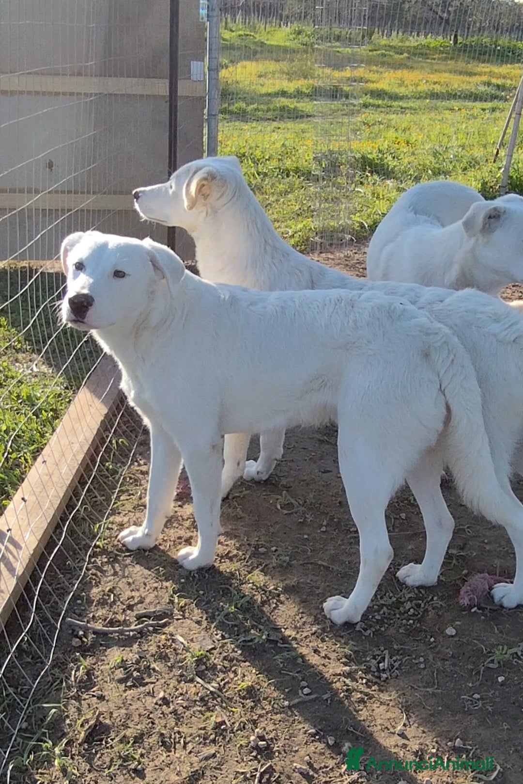 Meticcio cani in regalo: Cuccioli Taglia Media in Regalo - Annuncio 6