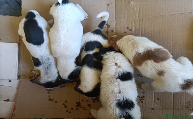 Altre razze cani a Provincia di Frosinone - Annuncio 4