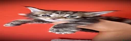 Maine Coon gatti in vendita: Bella cucciolina dal Mainemarie  - Annuncio 3