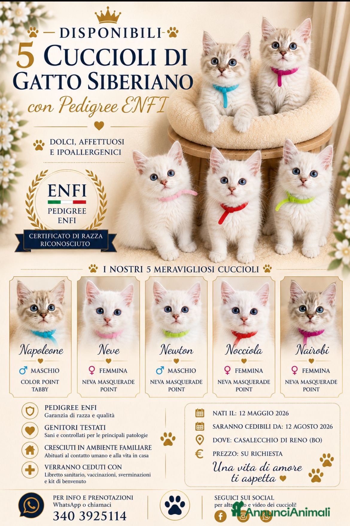 Siberiano gatti Cuccioli di Siberiano - Annuncio 5