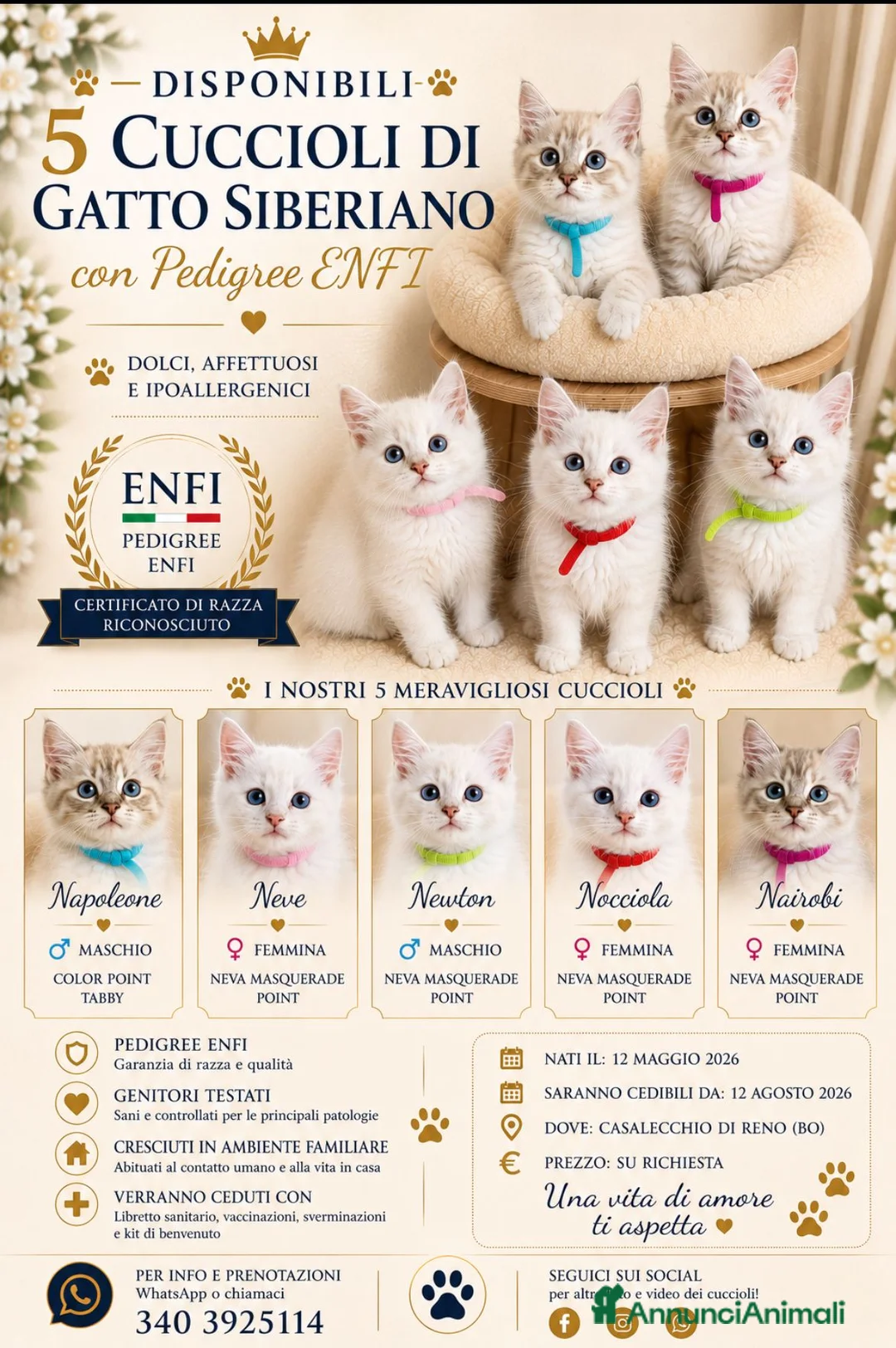 Siberiano gatti in vendita: Cuccioli di Siberiano - Annuncio 1
