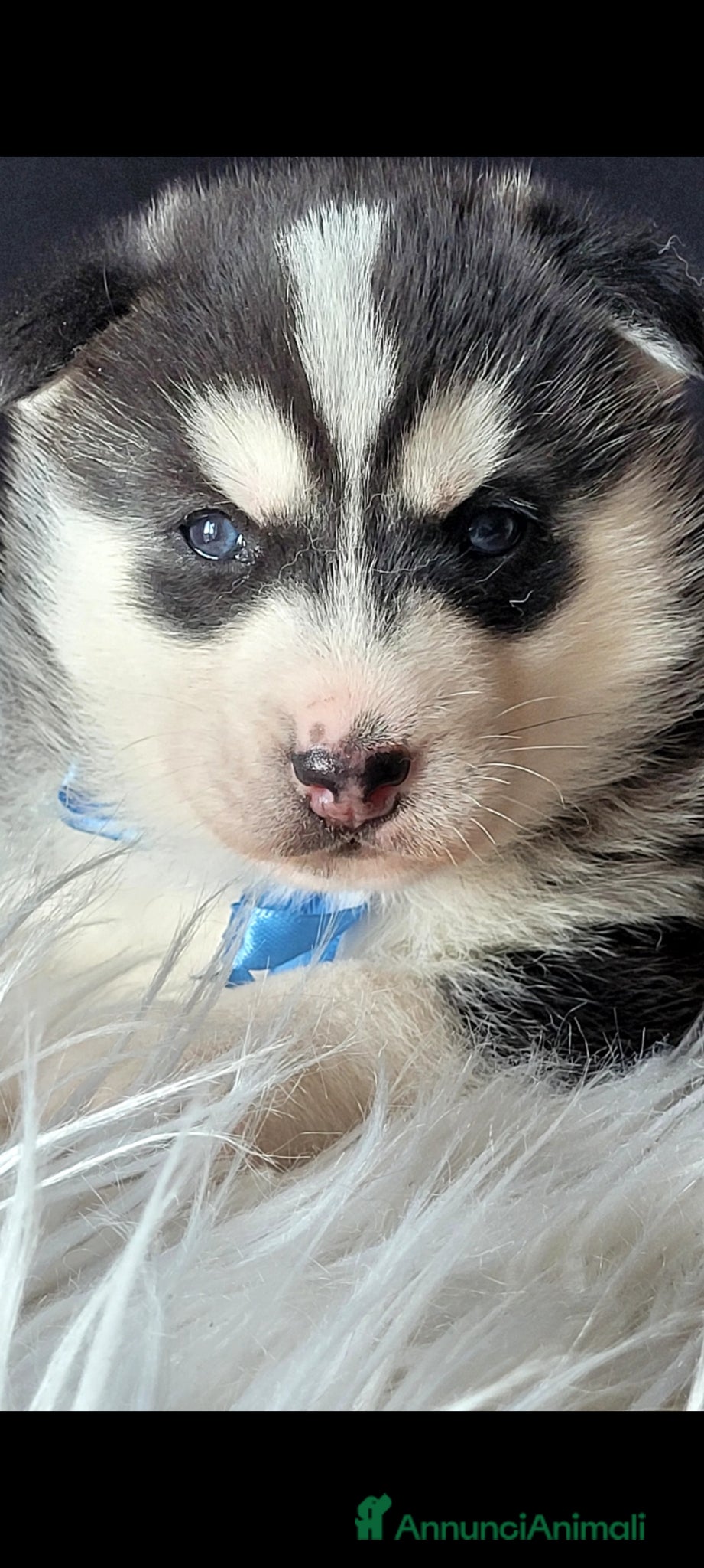 Husky cani SIBERIAN HUSKY CUCCIOLATA CON PEDIGREE  - Annuncio 1